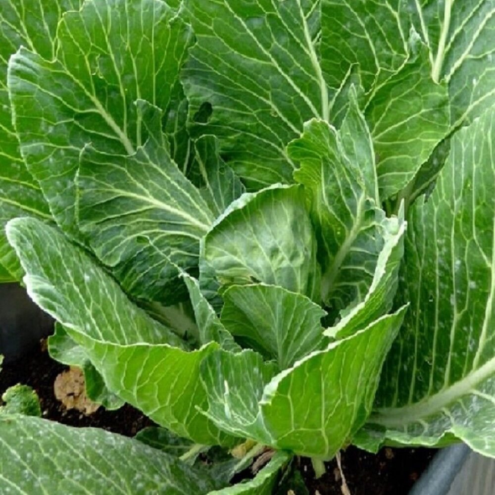 Collard Vates Seeds 1g - Heirloom, Cold Hardy, High Yield, Tender Dark Green Leaves, Brassica oleracea var. viridis