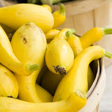 Early Summer Crookneck Squash Seeds - 10 Heirloom Seeds, Fast Growing, High Yield, Cucurbita pepo, Garden & Container