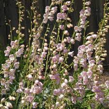 100mg Palmer's Penstemon Seeds - Fragrant Desert Wildflower for Pollinator Gardens - Penstemon palmeri