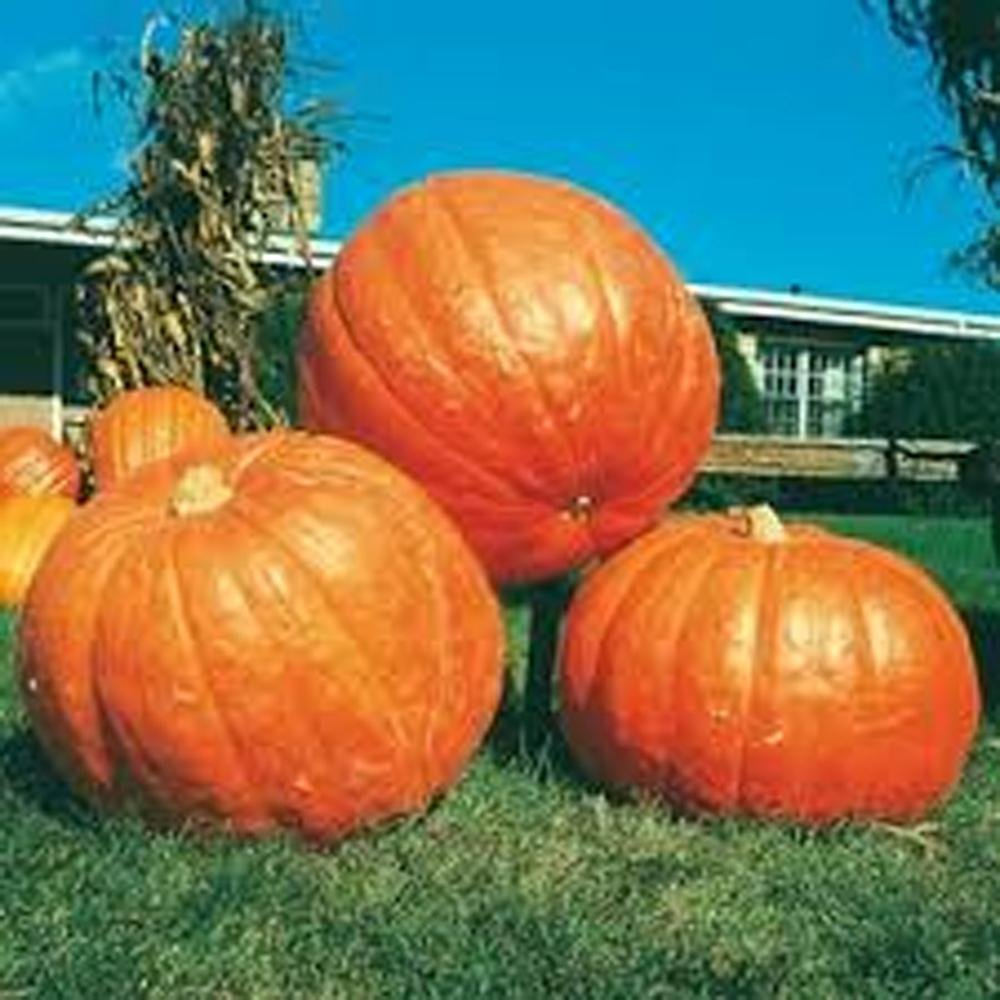Big Max Pumpkin Seeds | Heirloom Non-GMO | Giant Orange Pumpkins | Cucurbita maxima | 10-1,000 Seeds | USDA Zones 3-10