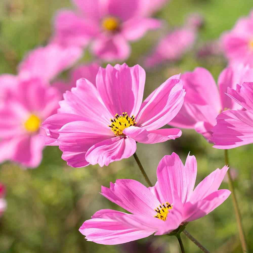 100 Seeds Cosmos Gloria - Bright Pink Annual Flower Seeds, Pollinator-Friendly, Easy to Grow, Cosmos bipinnatus