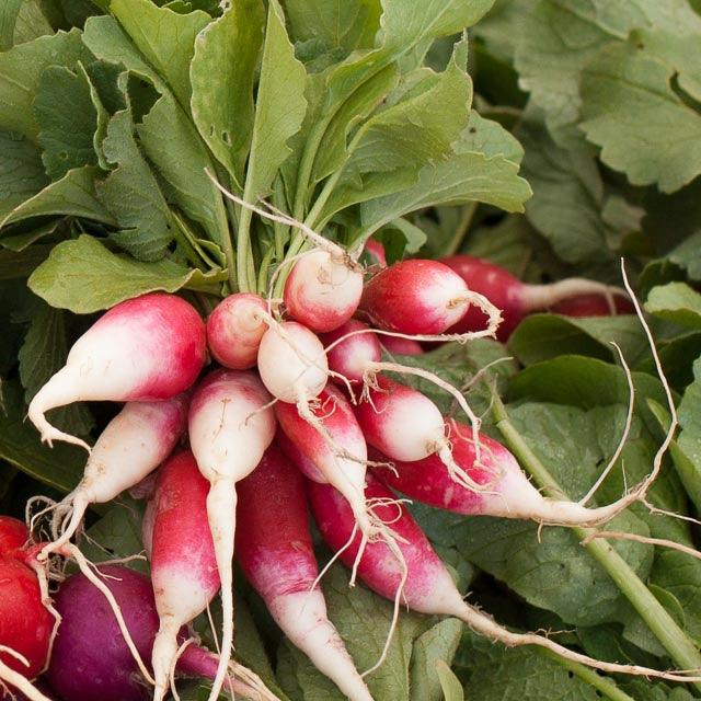 200 Seeds French Breakfast Radish - Crisp, Mild Flavor Heirloom Vegetable (Raphanus sativus) for Salads & Snacking