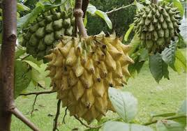 Rollinia Deliciosa 'Biriba' 4-7" Live Starter Plant | Rare Tropical Fruit Tree | Sweet Lemon Meringue Flavor | Edible Exotic Plant