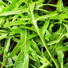Arugula Seeds 1g Heirloom Fast Growing Peppery Greens Eruca vesicaria High Yield Cool Season for Garden or Container