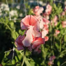 Tutti Frutti Sweet Pea Seeds - 50+ Mixed Color Climbing Flower Vine - Lathyrus odoratus for Trellises & Bouquets