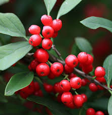 Mountain Holly Seeds 500mg - Ilex montana - Wildlife Friendly Deciduous Shrub with Red Berries - Shade Tolerant Planting