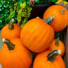 15 Seeds New England Pie Pumpkin, Orange, Cucurbita pepo - Ideal for Baking & Fall Harvest, Sweet Flavor, Easy to Grow