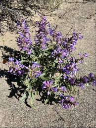 100mg Penstemon Acuminatus Seeds, Sharpleaf Penstemon, Drought-Tolerant Native Wildflower, Lavender Blooms, Pollinator-Friendly