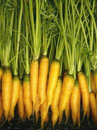 1000+ Yellowstone Carrot Seeds - Heirloom Sweet Yellow Carrots - Daucus carota - Cold-Hardy, High-Yield, Great for Home Gardens