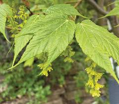 Acer tegmentosum Seeds - Manchurian Snakebark Maple - Rare Ornamental Tree with Striped Bark - Cold Hardy for Zones 4–7