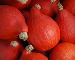 Red Kuri Squash Seeds | Non-GMO Heirloom | Sweet Red-Orange Flesh | Cucurbita maxima | 10 Seeds for Gardening