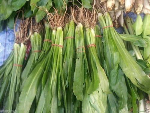 Culantro Seeds 100mg - Ngo Gai Recao - Eryngium foetidum - Tropical Culinary Herb for Soups & Salads - Aromatic Edible Herb