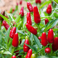 Thai Hot Pepper Seeds - 25 Heirloom Spicy Chili, Compact & High-Yielding (Capsicum annuum) for Culinary & Ornamental Use