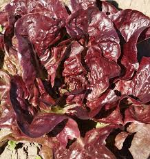 1g Rouge De Hiver Red Romaine Lettuce Seeds | Heirloom Non-GMO | Lactuca sativa | Vibrant Nutritious Easy-Grow Vegetable Seeds