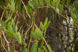 Laurel Greenbrier Seeds | 5 Seeds | Hardy Vine for Wildlife & Natural Fencing | Smilax laurifolia | Evergreen, Drought-Tolerant