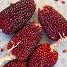 Strawberry Popcorn Seeds | Heirloom Non-GMO | 2-3" Red Ears | Zea mays | Edible Grain for Fall Decor | USDA Zones 2-10