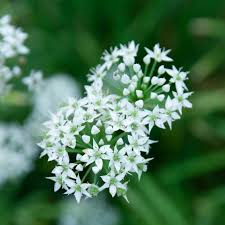 Garlic Chive Herb Seeds - 150 Count - Allium tuberosum - Mild Garlic Flavor for Cooking & Garnishes - Non-GMO, Easy to Grow