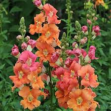 Chantilly Bronze Snapdragon Seeds | 1000+ Seeds | Antirrhinum majus | Warm Bronze Blooms for Garden & Cut Flowers
