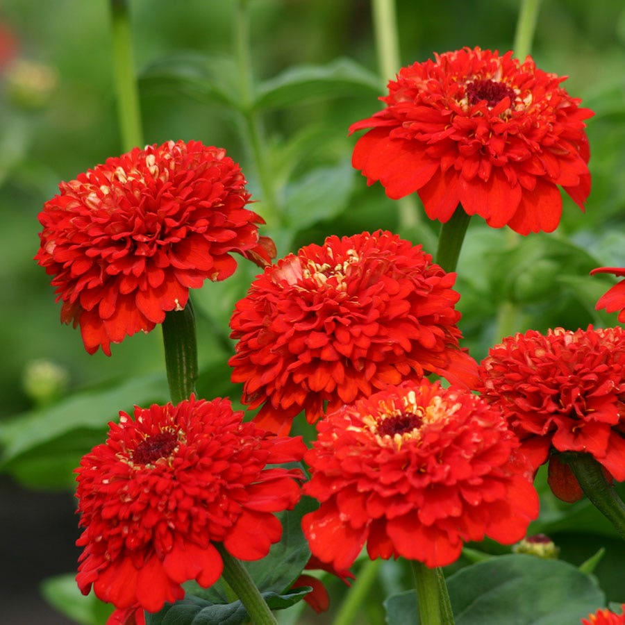 Zinderella Red Zinnia Seeds - 100+ Premium Scabiosa-Style Double Red Flowers - Zinnia elegans - Heat-Tolerant Garden Seeds