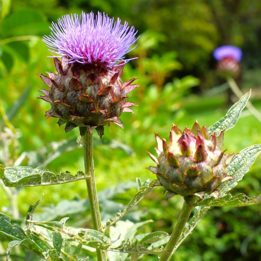 Cardoon Seeds | Heirloom Non-GMO | Mediterranean Vegetable | Cynara cardunculus | Culinary Herb for USDA Zones 7-11