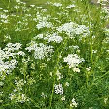 Caraway Seeds 1g for Planting, Heirloom Culinary Herb, Fragrant Flavor - Carum carvi, High Yield Biennial Spice