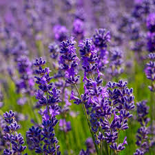 100 Vera Lavender Seeds - Non-GMO Heirloom Aromatic Herb (Lavandula angustifolia) for Organic Gardening & DIY Projects