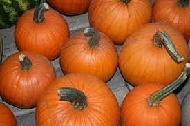 Small Sugar Pumpkin Seeds 1g Heirloom Non-GMO Cucurbita pepo for Baking & Roasting, Easy to Grow Vegetable