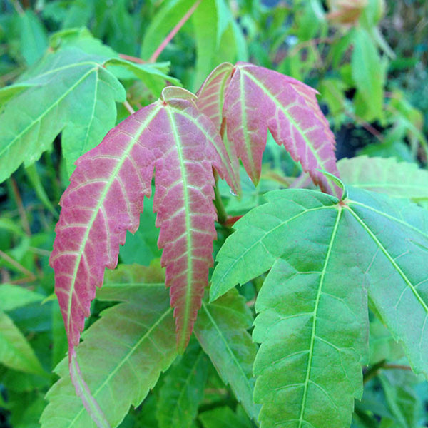Acer elegantulum Seeds - Rare Ornamental Maple Tree - Deciduous Shade Tree for Bonsai & Gardens - Acer elegantulum