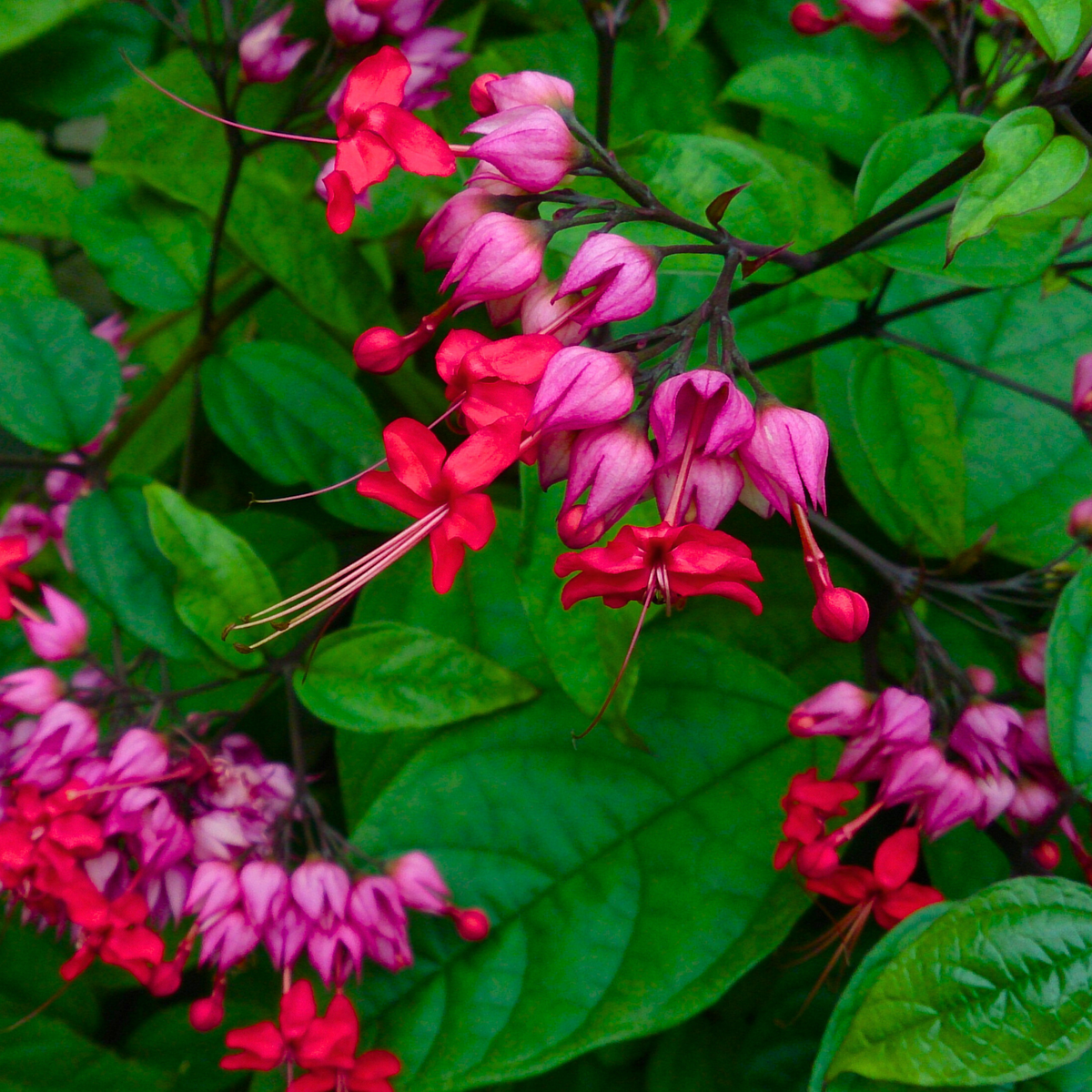 Clerodendrum thomsoniae Live Plant - Red Purple Bleeding Heart Vine - Tropical Climber with Vibrant Blooms - 12" Tall
