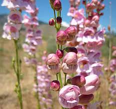 Palmer's Penstemon Seeds 100mg - Pink Fragrant Blooms - Drought-Tolerant Native Wildflower - Penstemon palmeri