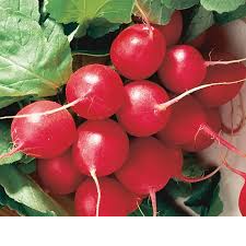Cherry Belle Radish Seeds - 80 Heirloom Seeds (Raphanus sativus) for Fast-Growing, Crisp Red Harvests - Ideal for Gardening