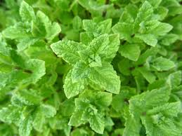 2000 Seeds Peppermint Herb (Mentha × piperita) - Aromatic Culinary Plant for Tea & Cooking, Dark Green Leaves, Purple Flowers