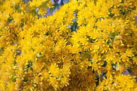 Oligoneuron rigidum Seeds - Stiff Goldenrod - Bright Yellow Perennial Wildflower for Pollinators, Meadows, and Prairies