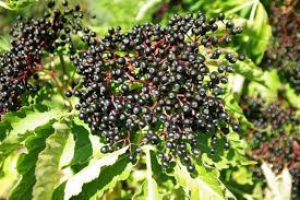 80 European Black Elderberry Seeds, Edible Fruit, High Yield Herb, Sambucus nigra - Perfect for Home Gardens