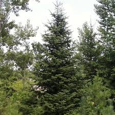 Balsam Fir Seeds 250mg - Lake State Evergreen (Abies balsamea) - Cold Hardy, Ideal for Landscapes & Reforestation