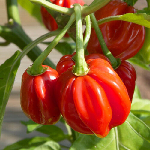 Red Scotch Bonnet Pepper Seeds | Heirloom, Non-GMO | 100,000-350,000 Scoville | Capsicum annuum | 20 Seeds