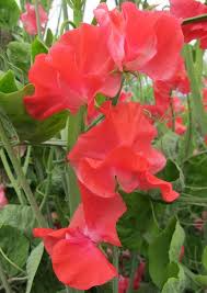 John Markham Sweet Pea Seeds - 50+ Deep Crimson Blooms - Climbing Vine for Trellises - Lathyrus odoratus - USA