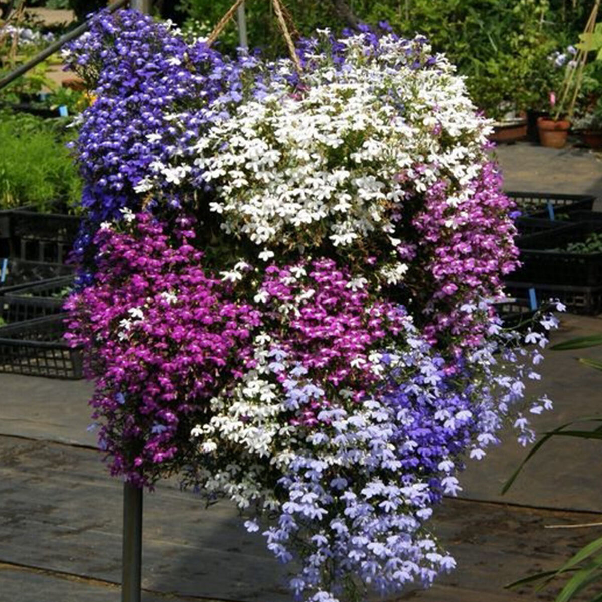 600 Purple Trailing Lobelia Seeds | Annual Flower for Hanging Baskets & Ground Cover | Lobelia erinus | Easy Grow, Low Maintenance