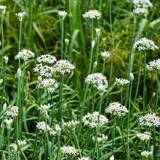 Garlic Chives Seeds 16oz for Microgreens & Sprouting Allium tuberosum Non-GMO Herb Seeds