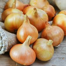 Burrell's Yellow Valencia Onion Seeds - 250mg Heirloom, Sweet Mild Flavor, High Yield, Allium cepa for Planting and Storage