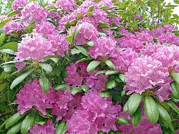 50 Cali Pink Azalea Seeds - Rhododendron macrophyllum - Flowering Shrub with Stunning Pink Blooms for Hardy Gardens