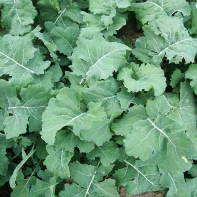 Premier Kale Seeds | Heirloom Dark Green | Cold-Hardy & Fast-Growing | Brassica oleracea | Non-GMO | Zones 3-9