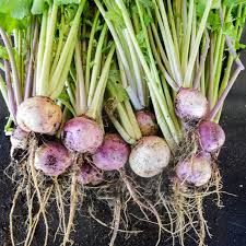 Purple Top White Globe Turnip Seeds 1000 mg - Brassica rapa Heirloom Vegetable for Fresh Root Harvest & Gardening