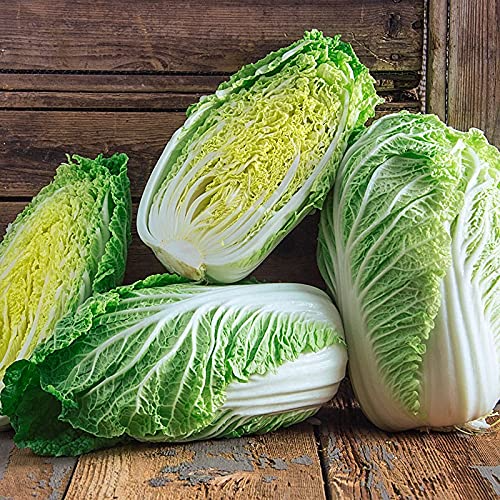 Chinese Heading Cabbage Seeds 500mg, Heirloom Michihli, Fast Growing & Cold Hardy, Brassica rapa var. pekinensis for Garden Containers