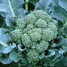 Broccoli Di Cicco Seeds 1g - Heirloom, Early Maturing, High Yield, Brassica oleracea var. italica, Perfect for Gardens & Containers
