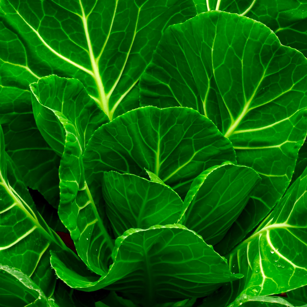 Collards Champion Seeds 1g - Heirloom, Cold Hardy, High Yield, Tender Dark Green Leaves, Brassica oleracea var. viridis