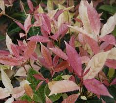 Noble Lady Fragrant Tea Olive Starter Plant | Qiannan Guifei Osmanthus | Pink & White Foliage | Osmanthus fragrans