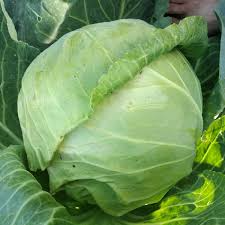 Copenhagen Market Cabbage Seeds - 500 Heirloom Seeds - Early-Maturing, Compact, Sweet - Brassica oleracea