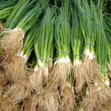 Onion Seeds - 1g Bunching Tokyo Long Heirloom, Mild Flavor, Fast Growing, High Yield - Allium fistulosum for Containers