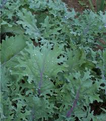 Red Russian Kale Seeds - 500 Heirloom Seeds - Brassica napus - Sweet, Tender, Cold-Hardy, Fast-Growing Greens
